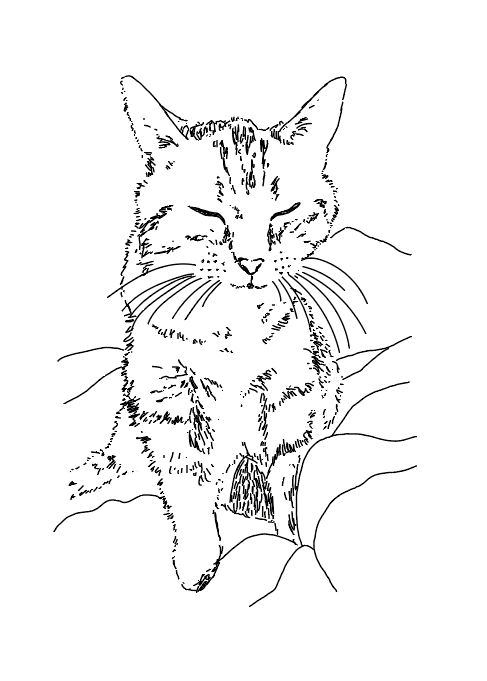chat dessin